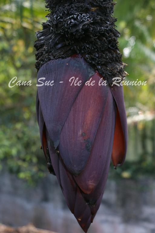 Cana Suc Sainte-Rose Exterior foto